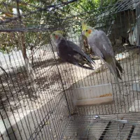 عروس هلندی ابلغ آهویی|پرنده|مشهد, چهاربرج|دیوار