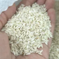 برنج صدری دورود