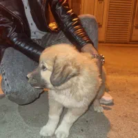 سگ پاکوتاه دستی ۶ماهه|سگ|اصفهان, جلفا|دیوار