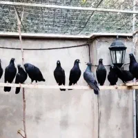 کبوتر سیاه رستاخیز تیپلر خارجی انگلیسی پاکستانی