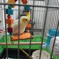 عروس هلندی لوتینو|پرنده|فردیس, شهرک وحدت|دیوار