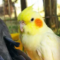 عروس هلندی مولد سخنگو|پرنده|دهگلان, |دیوار