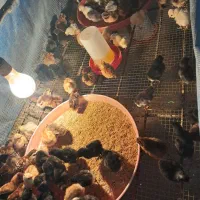 فروش جوجه بوقلمون برنز، بیوتی، اردک و گلپایگان|حیوانات مزرعه|قائمشهر, |دیوار