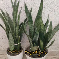 گل طبیعی