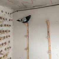 کبوتر سینه سیاه وسار کفتر بوم