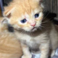 گربه بریتیش و اسکاتیش|گربه|گنبد کاووس, |دیوار