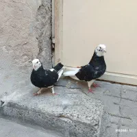 کبوتر پرشی|پرنده|بندرعباس, |دیوار