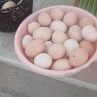 تخم‌مرغ محلی
