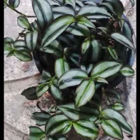 انواع گل پتوس .دیفن|گل و گیاه طبیعی|ورامین, ورامین|دیوار