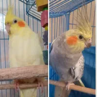 یک جفت عروس هلندی