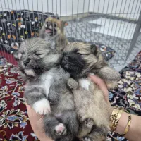 دو عدد توله سگ پامرین اصل سایز صفر بسیار زیبا