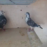 جفت بزک نره وماده به شرط|پرنده|شهرضا, |دیوار