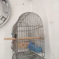 قفس سهره|لوازم جانبی حیوانات|بروجرد, |دیوار