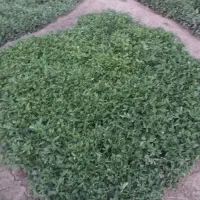 شتیل گوجه