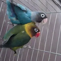 طوطی برزیلی مولد باقفس ولانه رنگ خاص|پرنده|سرپل ذهاب, |دیوار