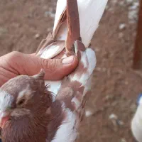 کوهی دم سفید وسوسنی|پرنده|اهواز, بهارستان|دیوار