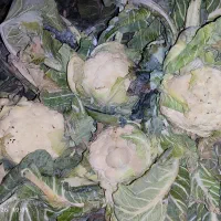 کلم گل|لوازم جانبی حیوانات|انزل, |دیوار