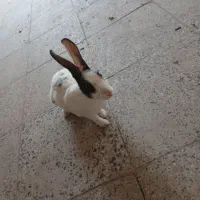 خرگوش