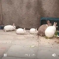 سه عدد خرگوش خونگی غذا خور