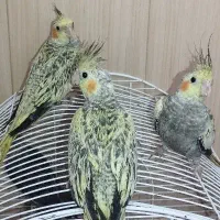پرنده عروس هلندی خانگی و بازیگوش