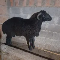 نر شیشکی تخمی|حیوانات مزرعه|خان ببین, |دیوار