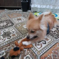 سگ پامر روباهی