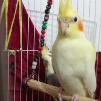 عروس هلندی