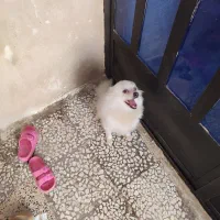 پامر روباهی سفید