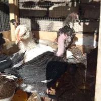 جوجه گلین اصل