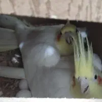 عروس هلندی لوتینو مولد