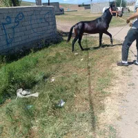 اسب کرد|اسب و تجهیزات اسب‌سواری|اهر, |دیوار