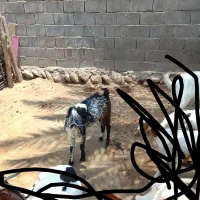 کهره.نر|حیوانات مزرعه|شمیل, |دیوار