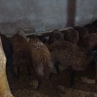 بره نر افشار 30عدد|حیوانات مزرعه|ماهنشان, |دیوار