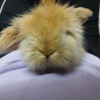 فروش فوری خرگوش لوپ اصل|موش و خرگوش|فولادشهر, B4|دیوار