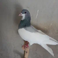 دوتا کبوتریال سبز، شهری کازرون