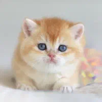 لپ قشنگ گربه‌ها