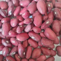 فروش لوبیا قرمز