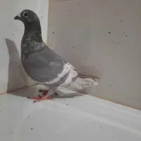 پلاکی دوخط سفید ایران ۲۰۲۴