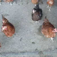 مرغ رسمی تخم گذار|حیوانات مزرعه|قرچک, شهرک صنعتی کارا|دیوار