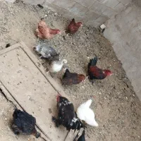 مرغ و خروس بومی تخمگذار