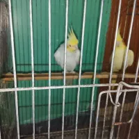 عروس هلندی