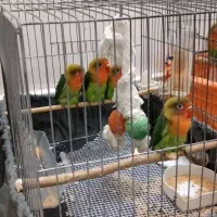 طوطی برزیلی|پرنده|اسلام‌شهر, زرافشان|دیوار