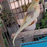 فروش عروس هلندی دوکت زعفرونی بالغ و آماده|پرنده|شیراز, شهرک استقلال|دیوار