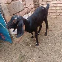 گوسفند و بوقلمون
