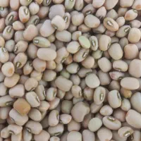 لوبیا چشم بلبلی ولوبیا کشاورزی پلویی دست چین|خوردنی و آشامیدنی|دره شهر, |دیوار