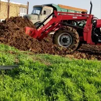 کود گوسفندی سوخته