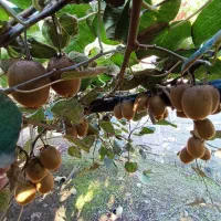 اجاره باغ کیوی هکتاری