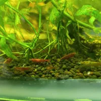 میگو شریمپ|ماهی|زنجان, |دیوار