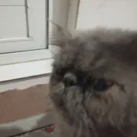 گربیه نژادارنر|گربه|تبریز, |دیوار