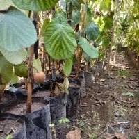 نهال کیوی هایوارد طلایی یکساله و دوساله|خدمات باغبانی و درختکاری|لیسار, |دیوار